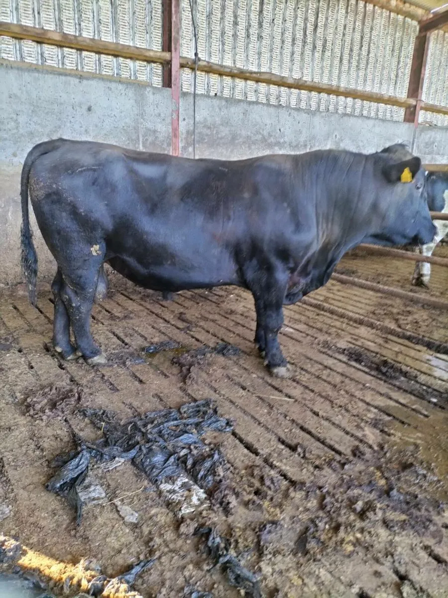 AA BULL ***** - Image 2