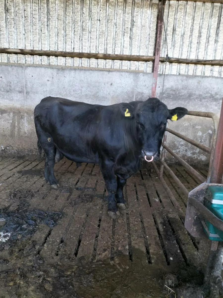 AA BULL ***** - Image 1