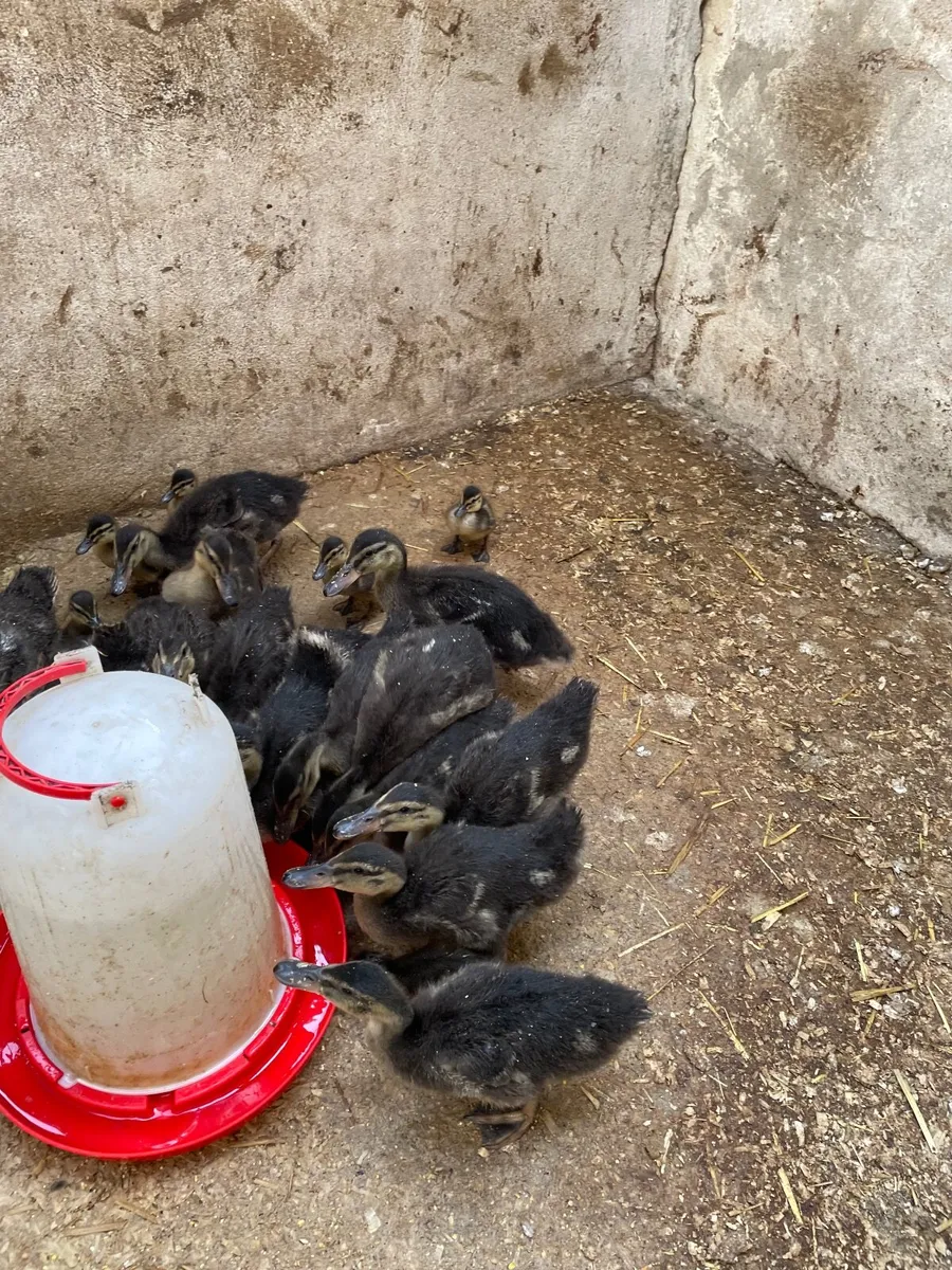 Ducklings - Image 2