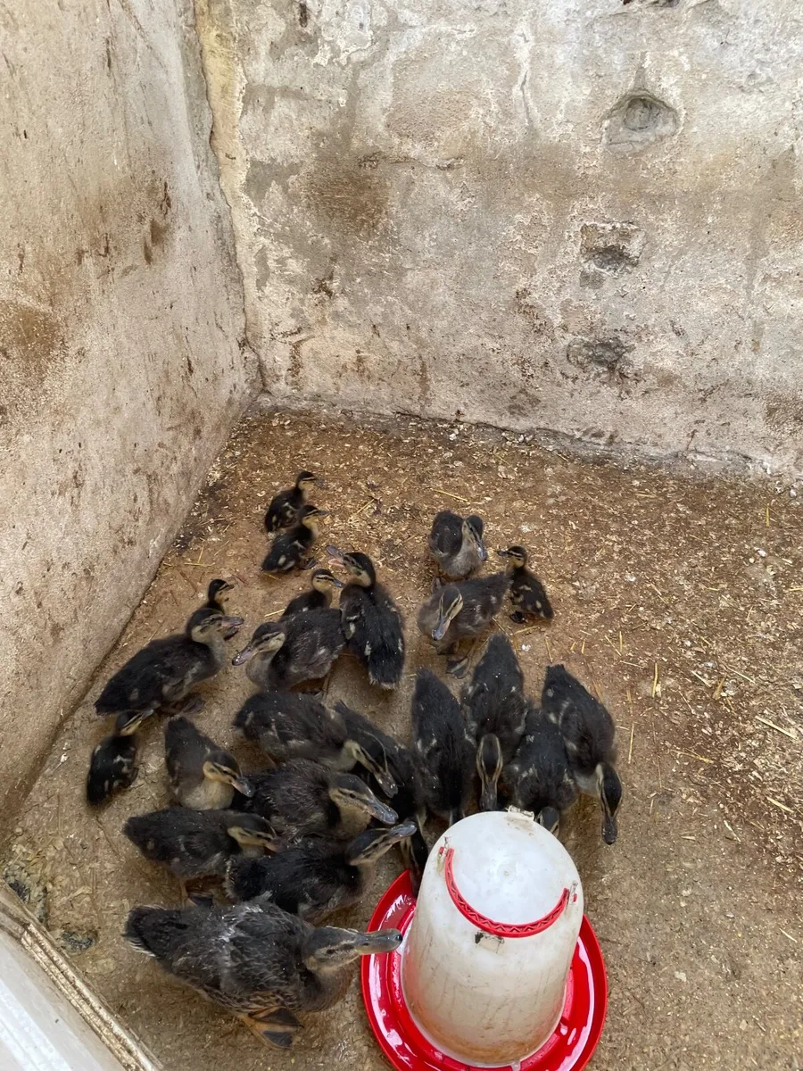 Ducklings - Image 3