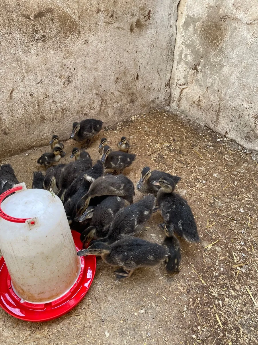 Ducklings - Image 4