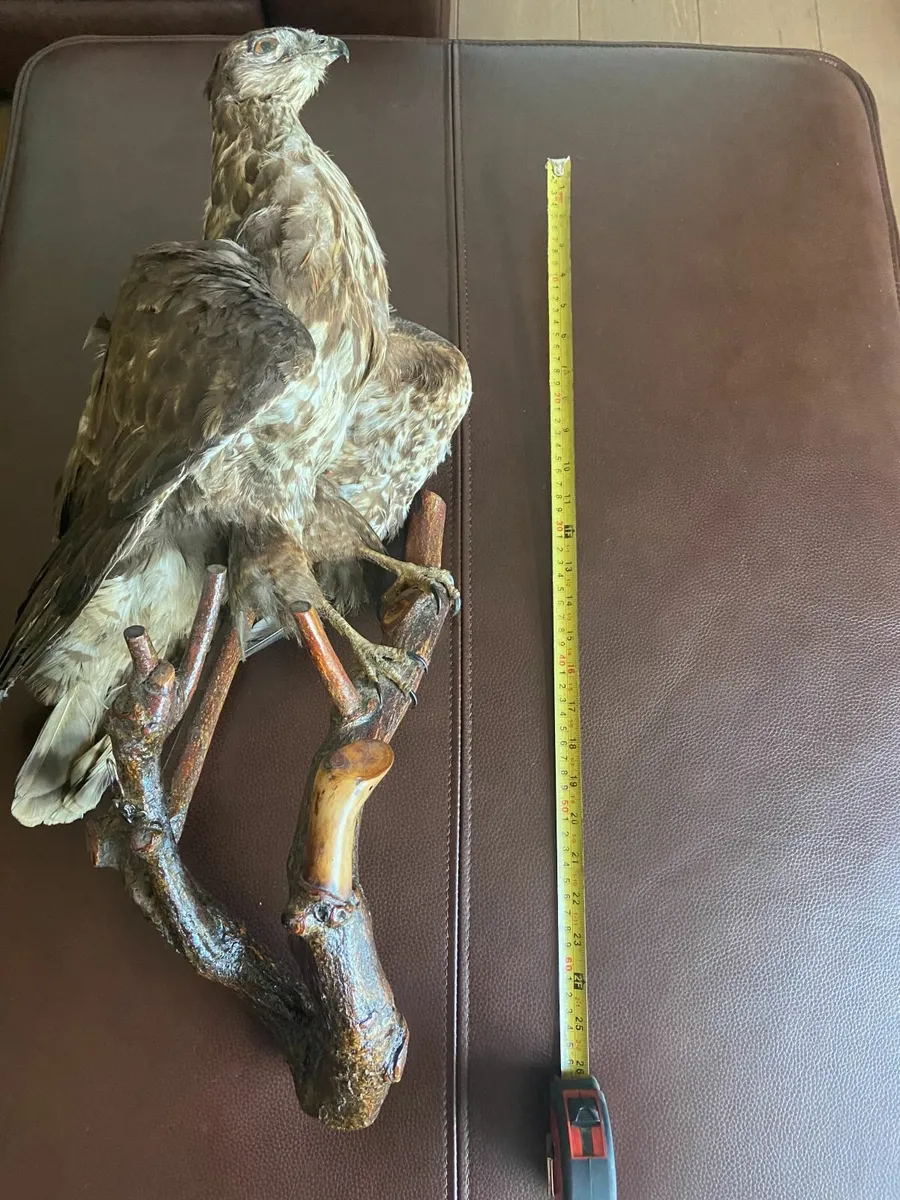 Artificial Eagle bird - Image 2