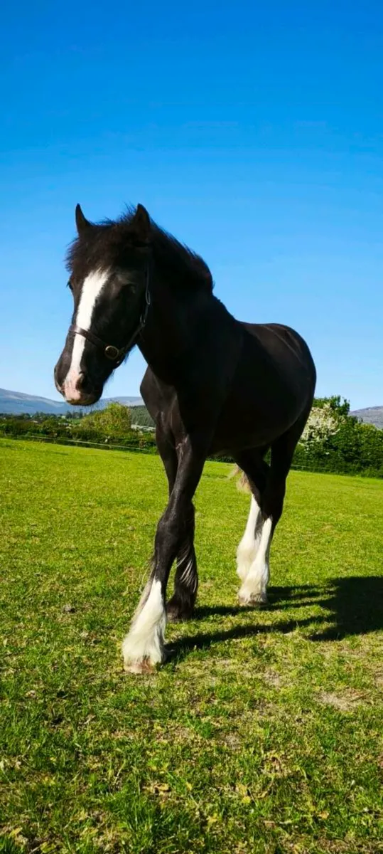 Yearling filly to make 15hh - Image 1