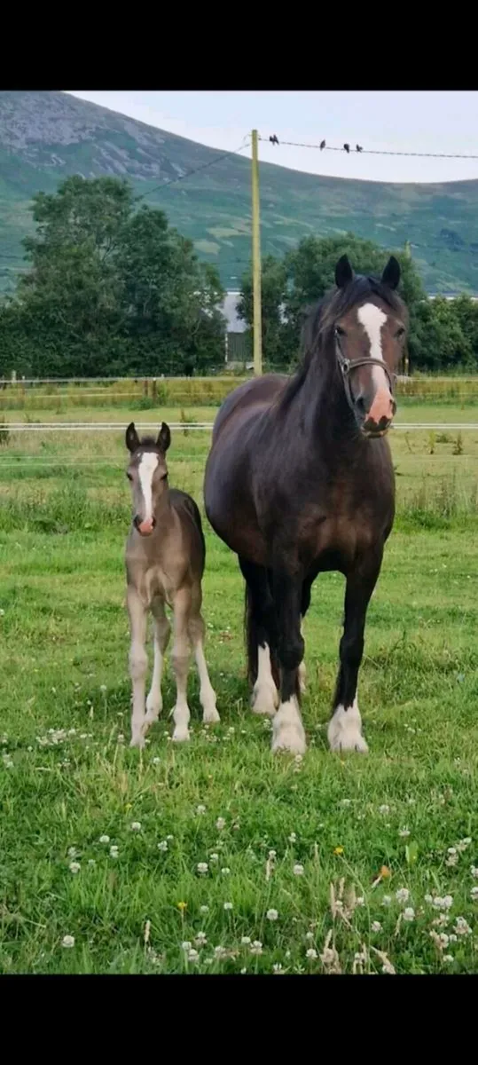 Yearling filly to make 15hh - Image 2