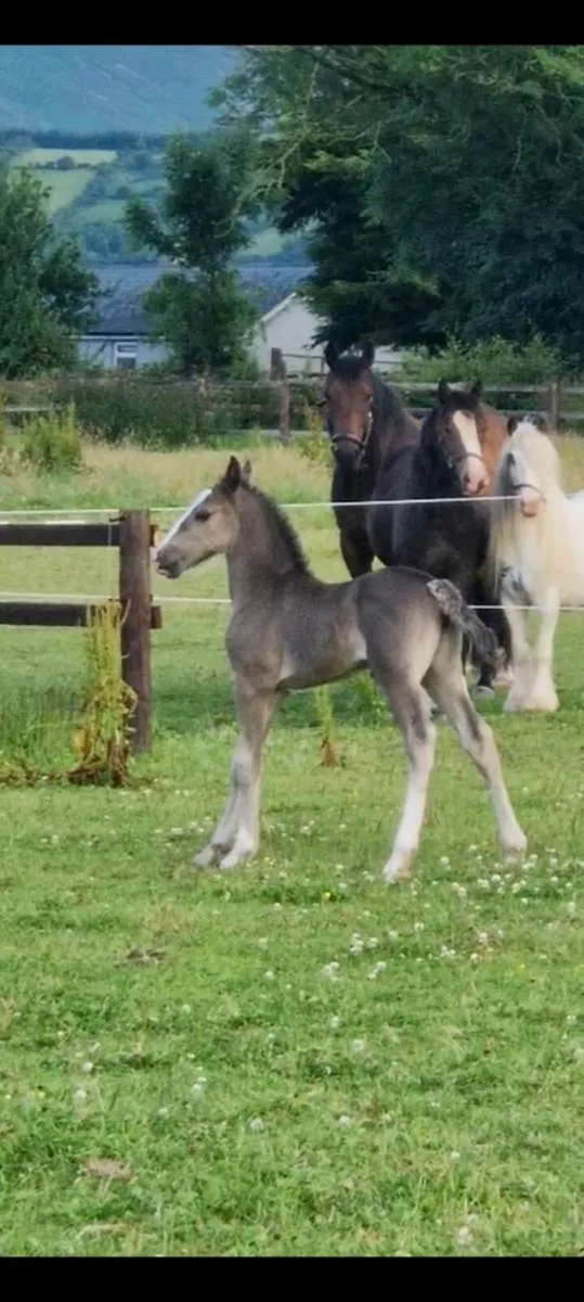 Yearling filly to make 15hh - Image 3