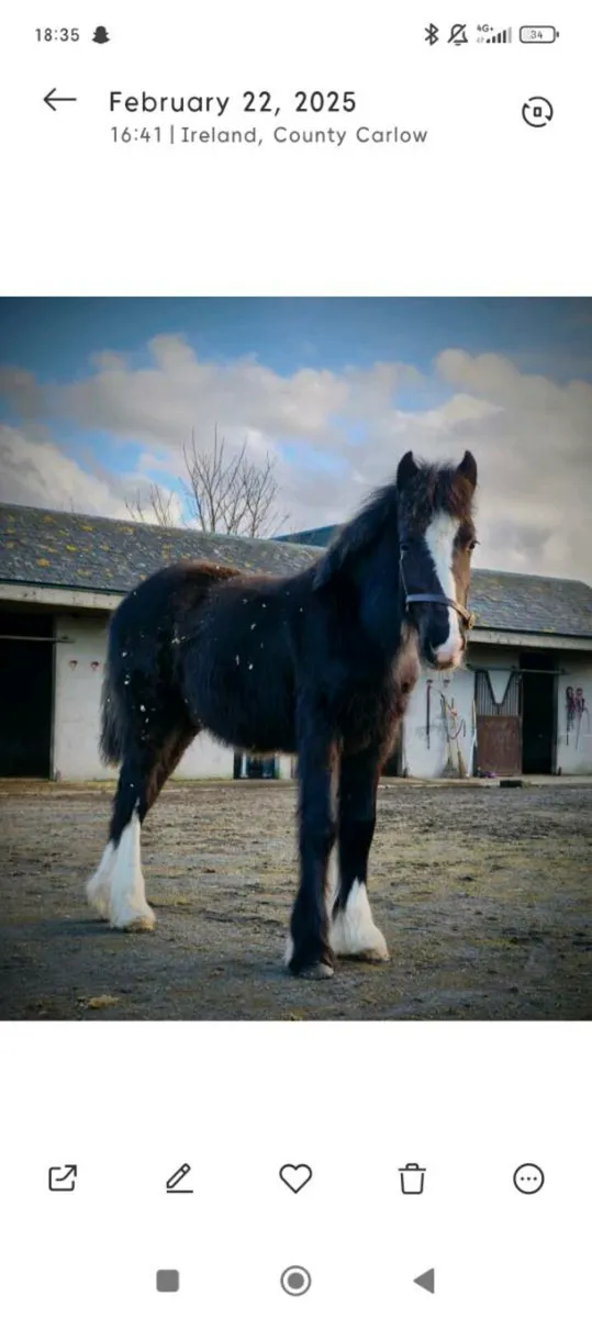 Yearling filly to make 15hh - Image 4