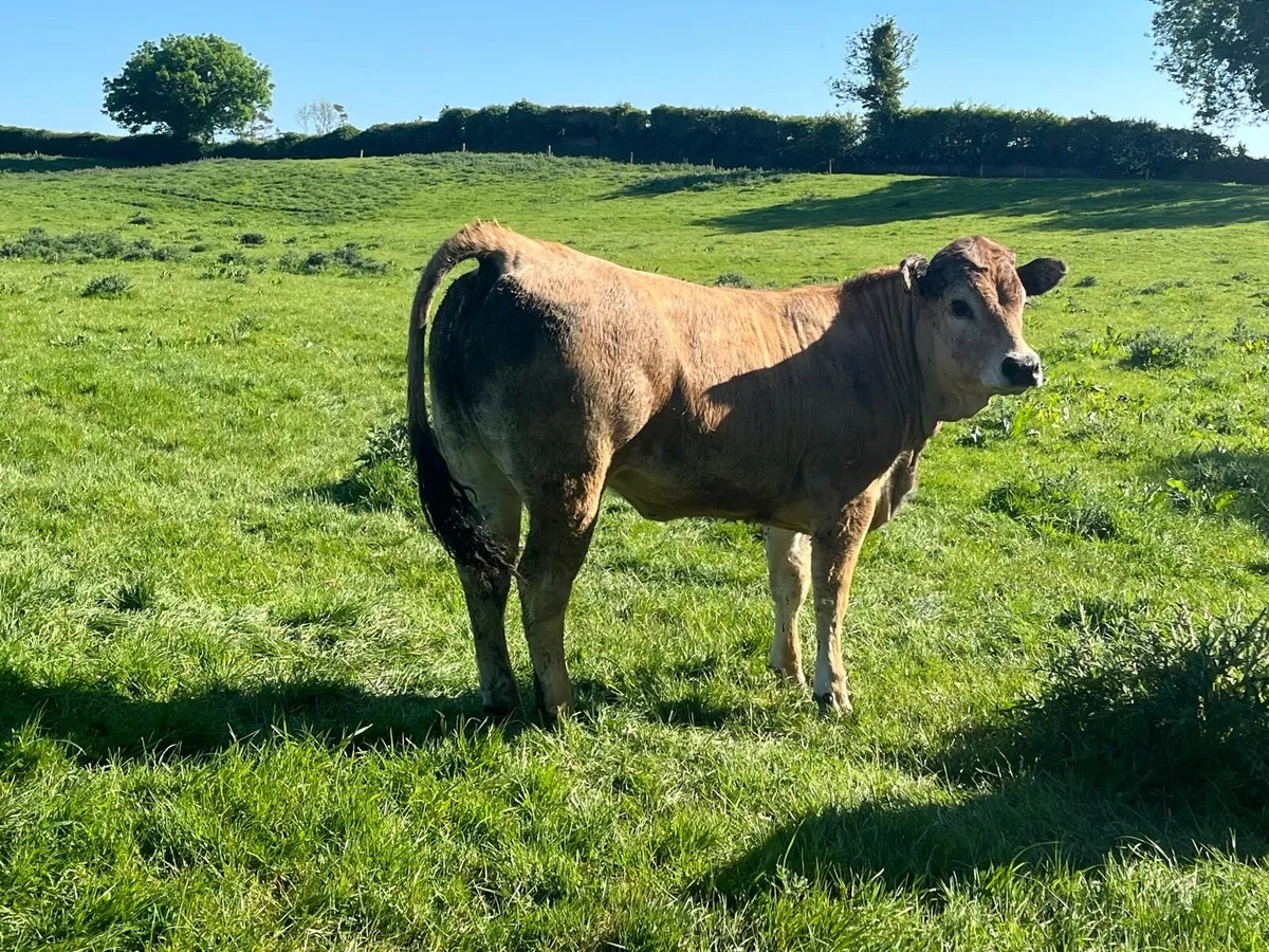 Purebred registered Aubrac breeding heifer - Image 1