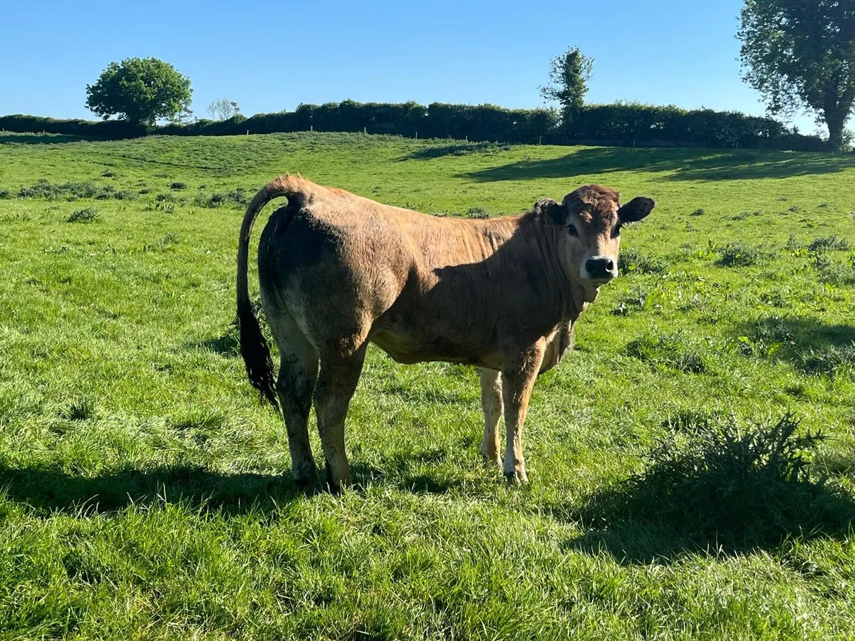 Purebred registered Aubrac breeding heifer - Image 2
