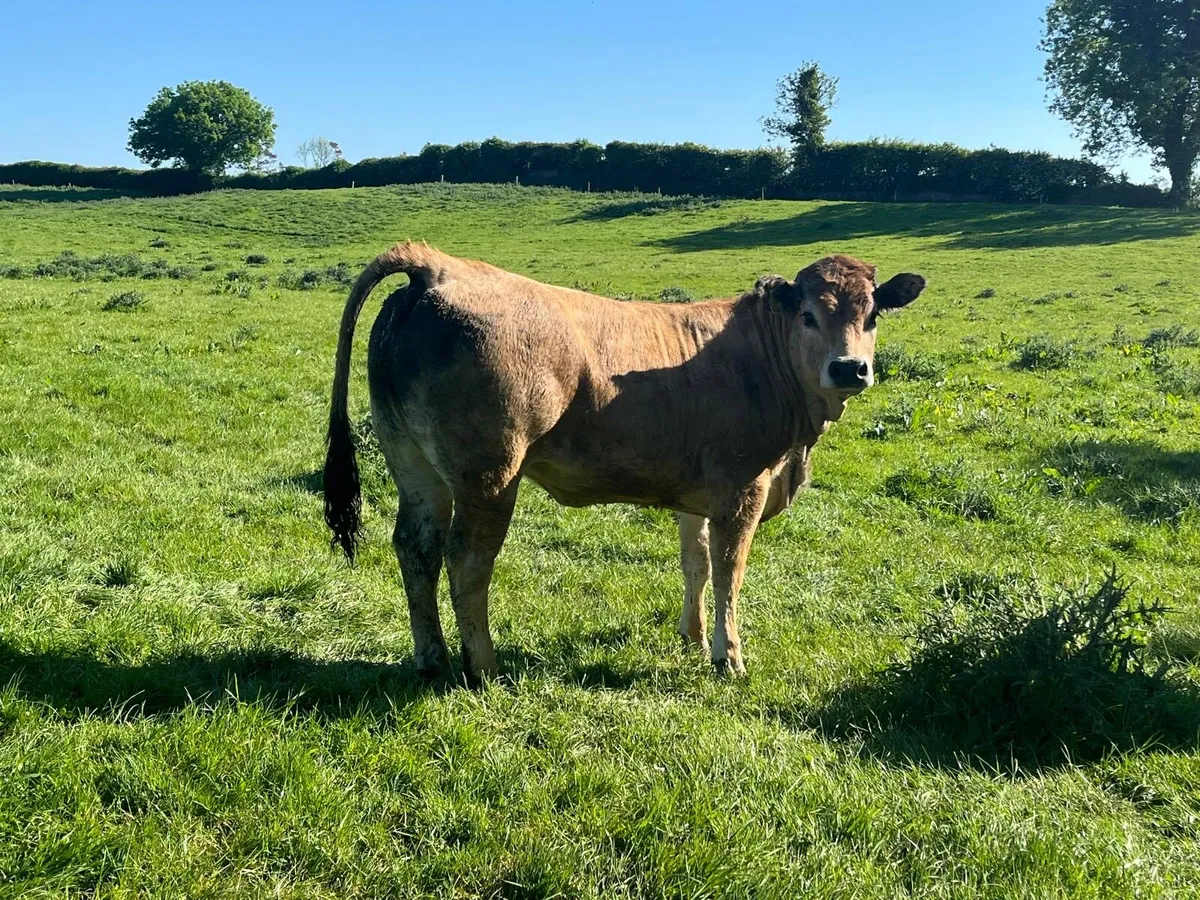 Purebred registered Aubrac breeding heifer - Image 3