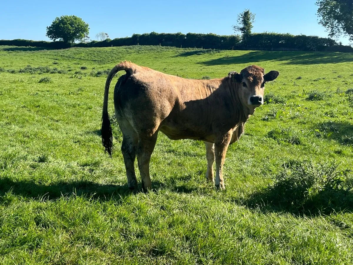 Purebred registered Aubrac breeding heifer - Image 4