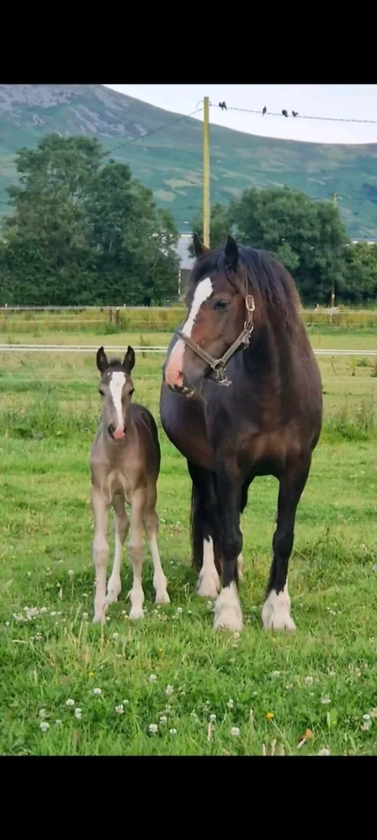Welsh Sec D Mare - Image 3