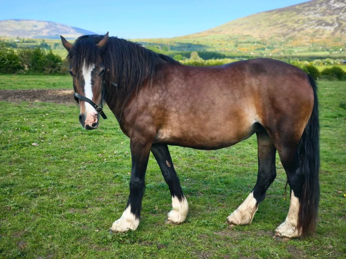 Welsh Sec D Mare - Image 4