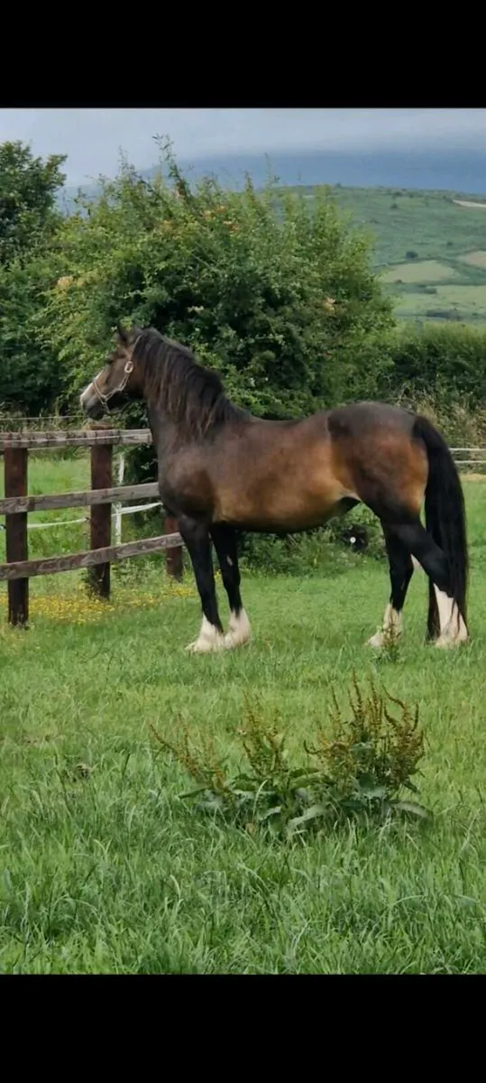 Welsh Sec D Mare - Image 1