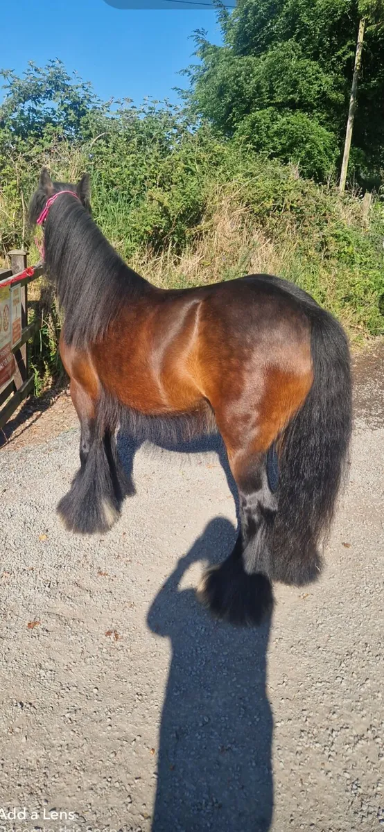 Mare - Image 2
