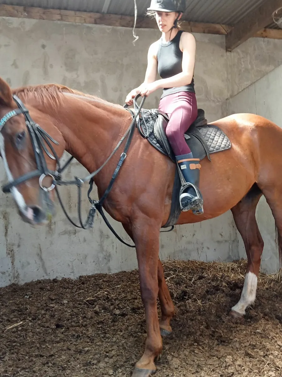 Horse - Image 2