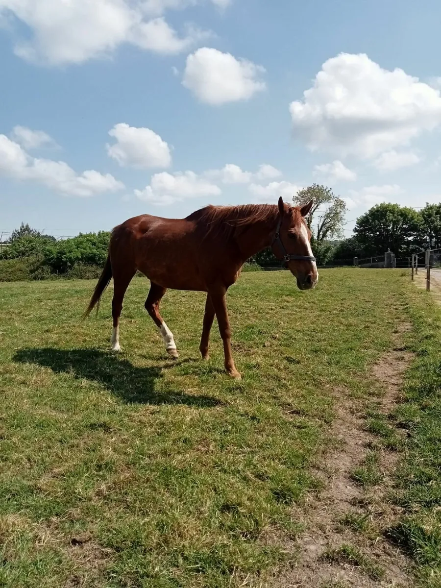Horse - Image 1