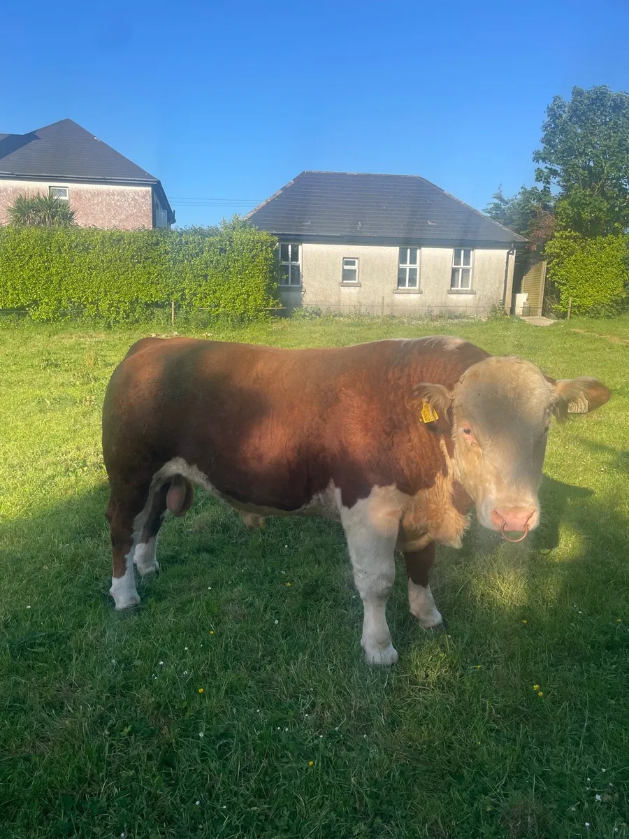 Pbnr Hereford bull - Image 1