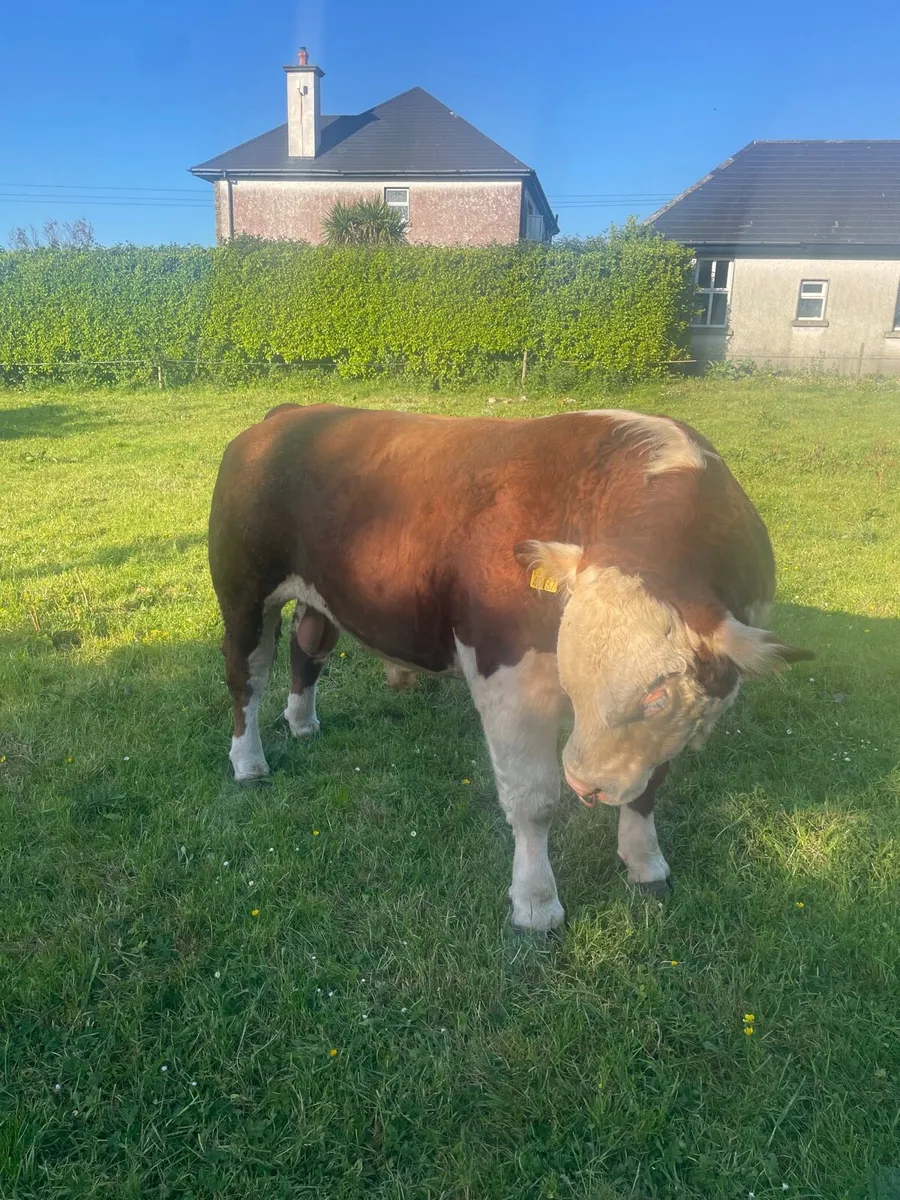 Pbnr Hereford bull - Image 2