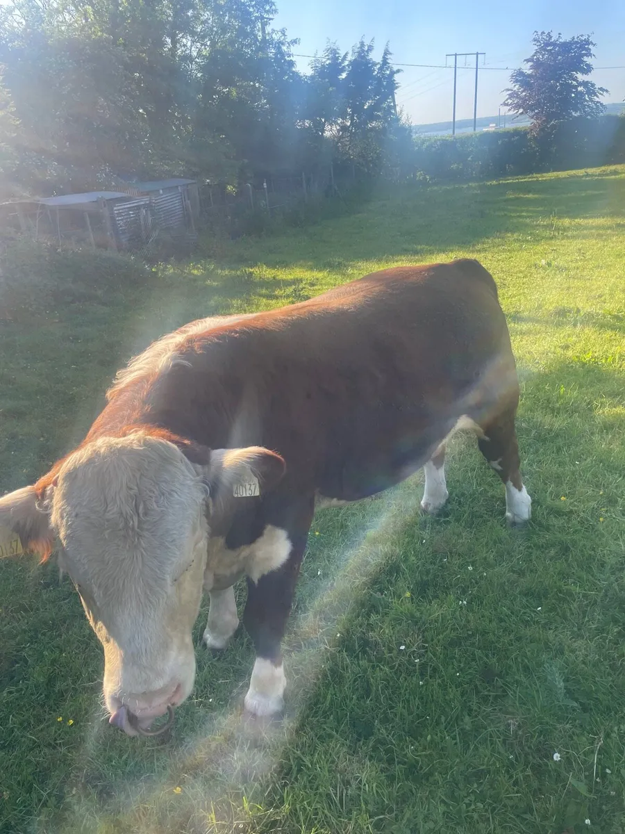 Pbnr Hereford bull - Image 3