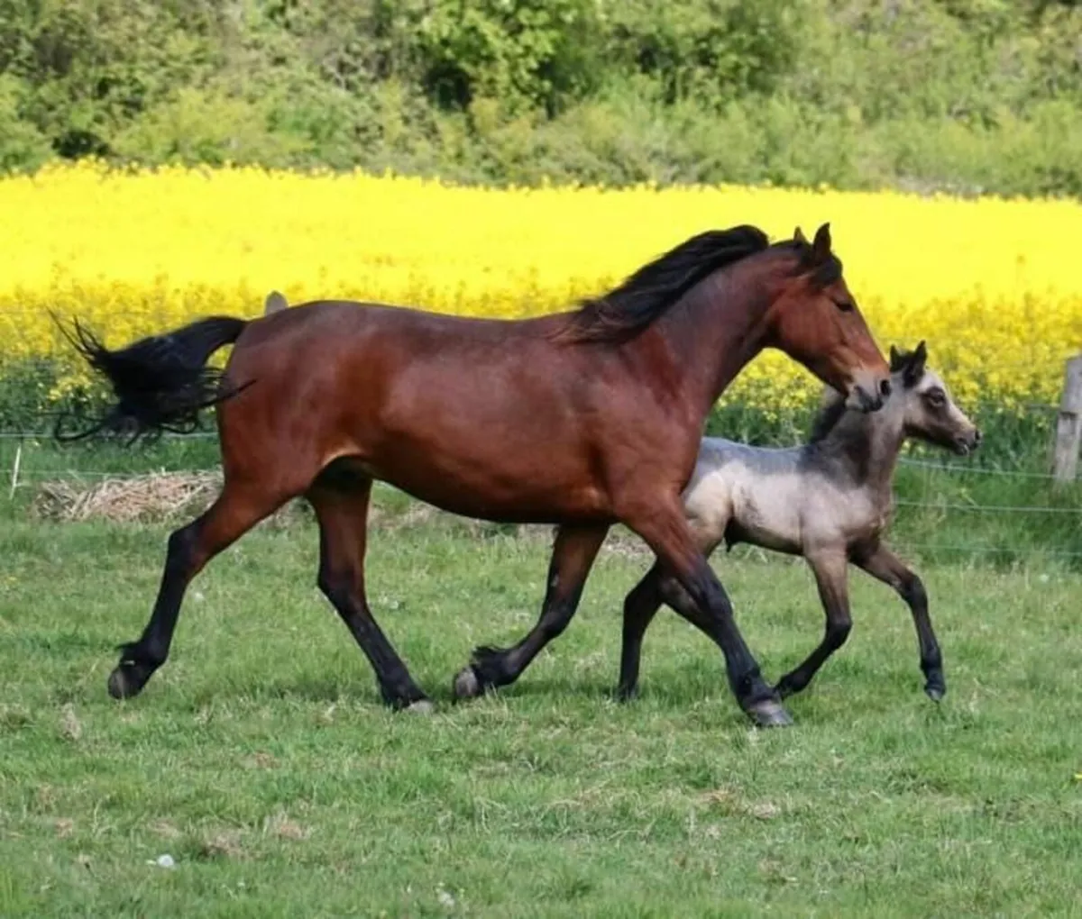 Connemara Mare 5yo - Image 2