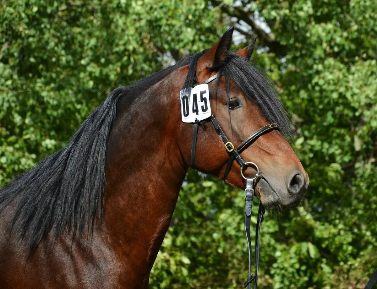 Connemara Mare 5yo - Image 4