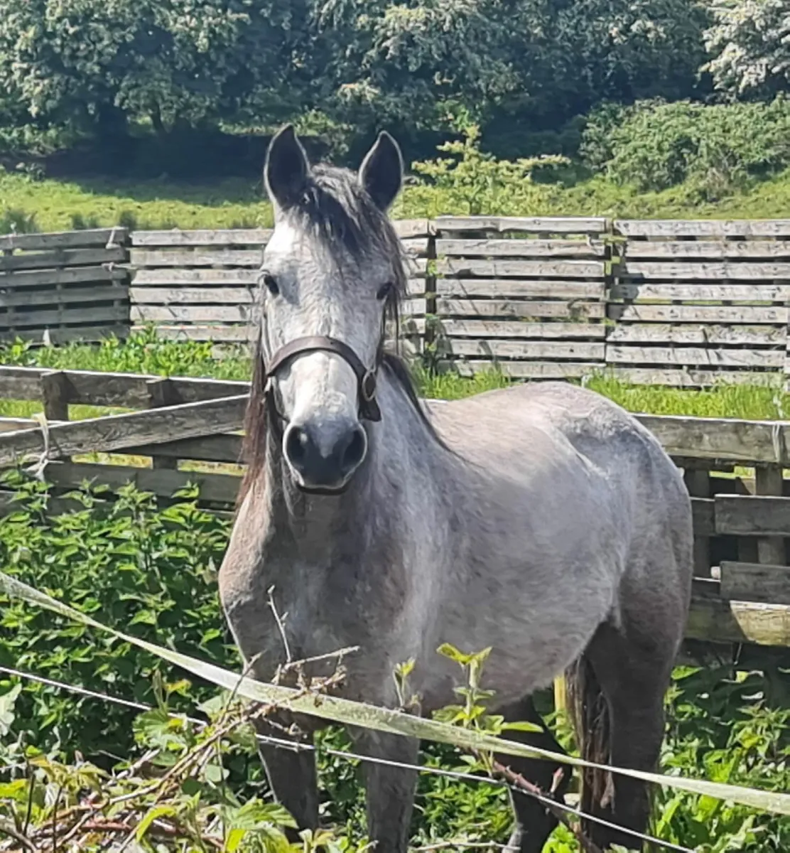 Connemara Mare 5yo - Image 1