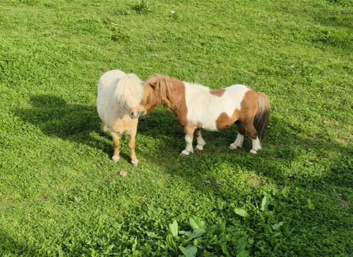 Miniature Shetland - Image 2
