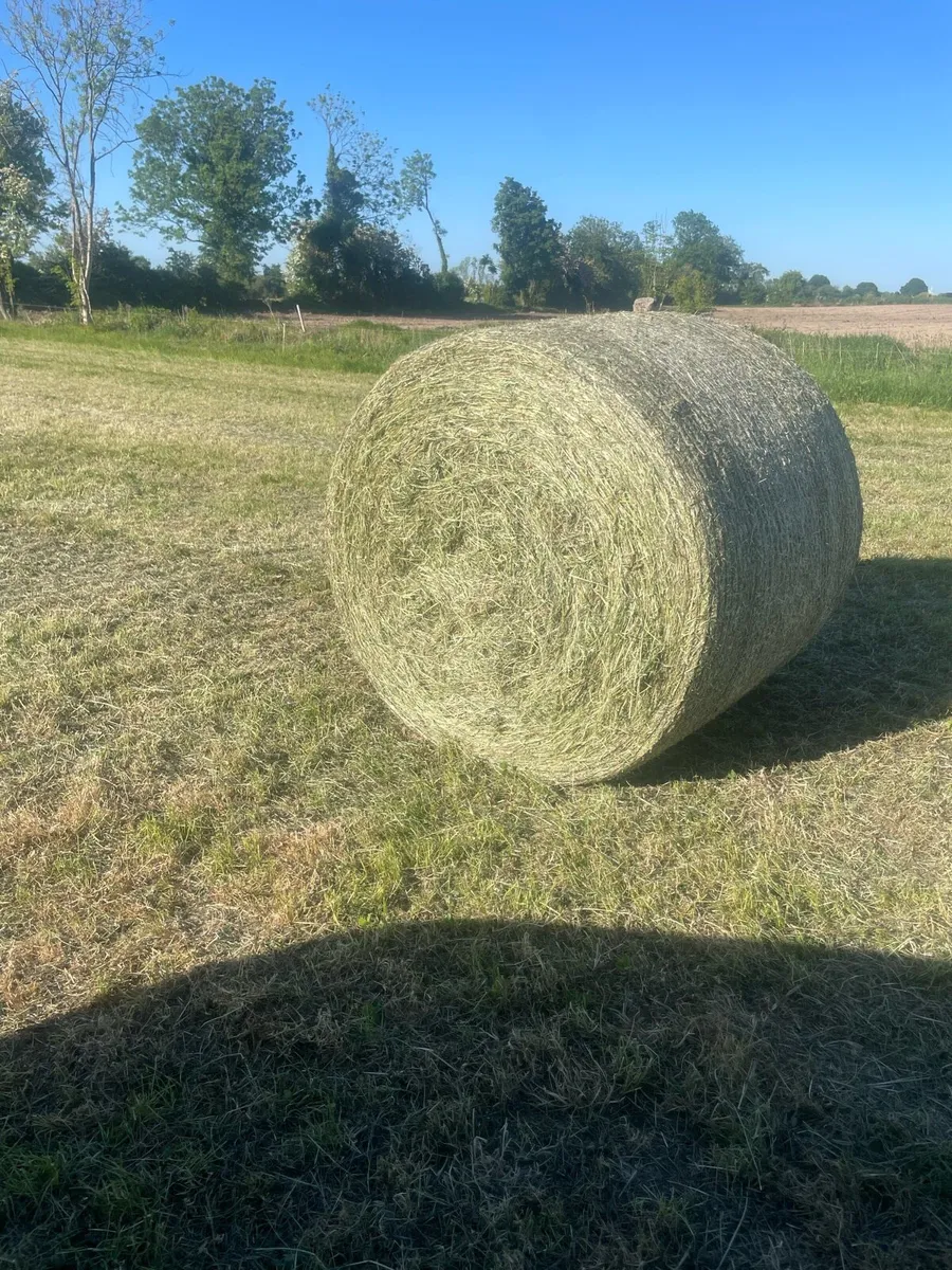 hay for sale - Image 1
