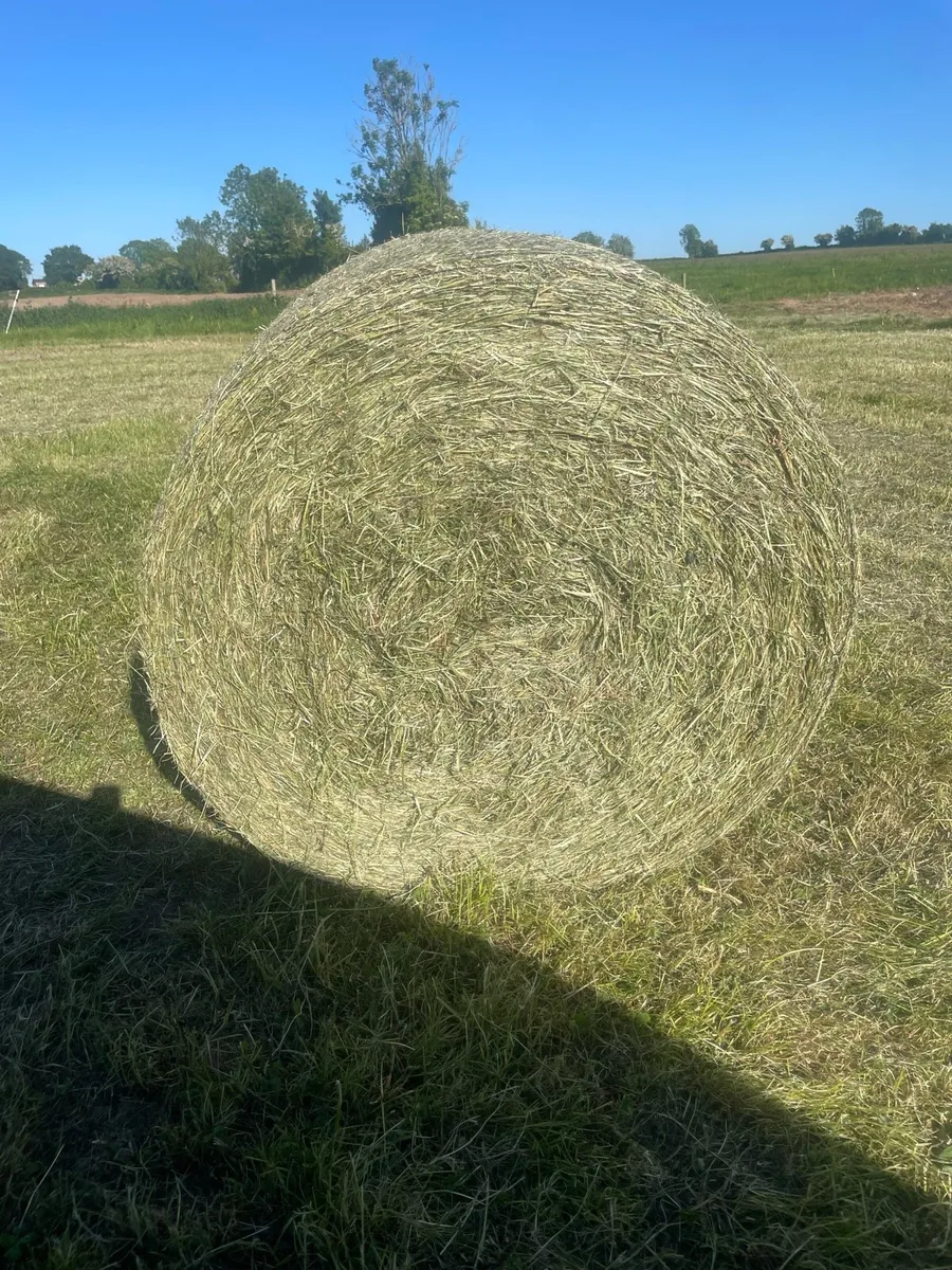 hay for sale - Image 2