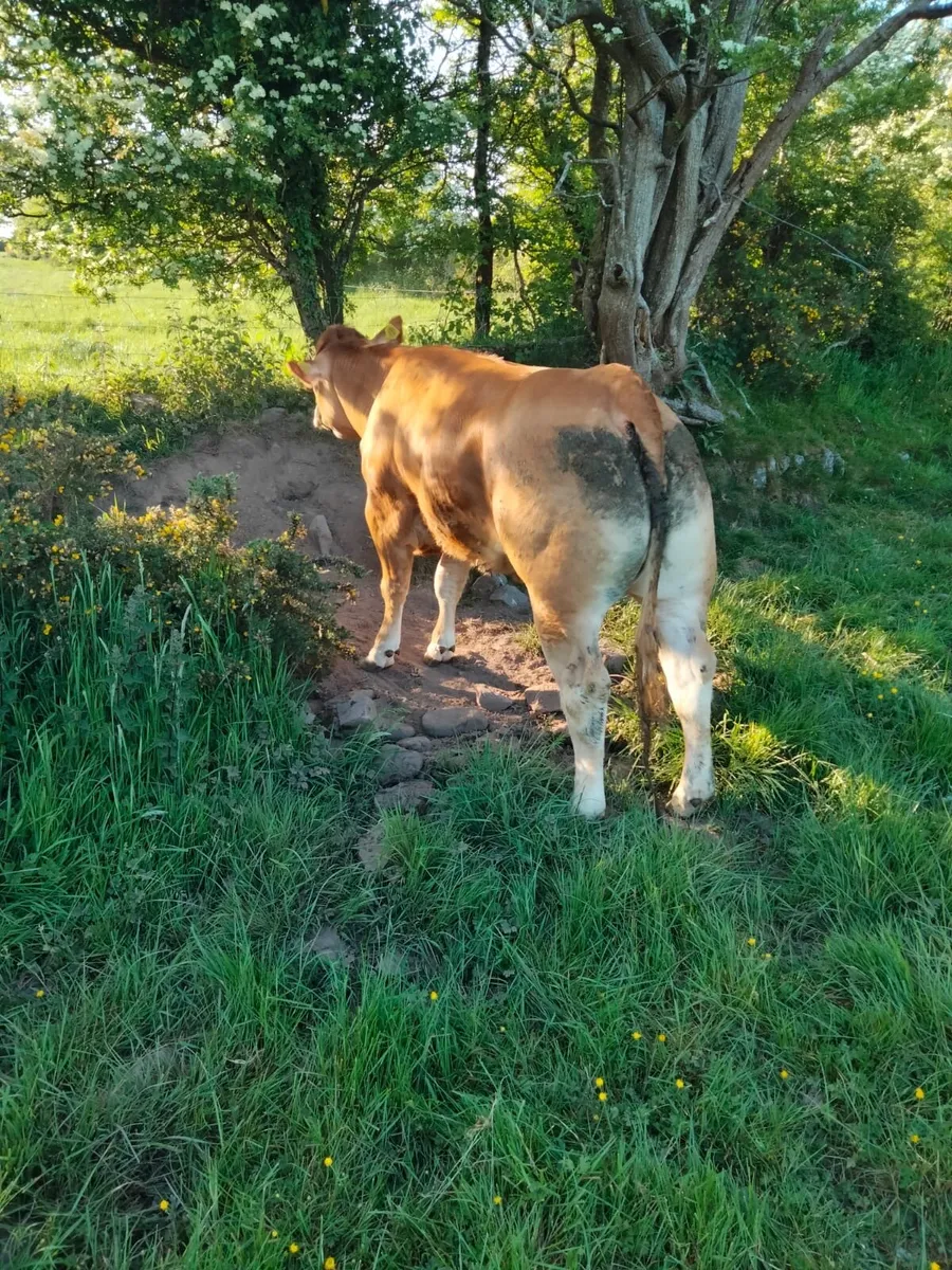 Pedigree registered limousin heifer - Image 1