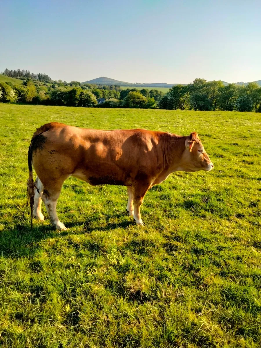 Pedigree registered limousin heifer - Image 2