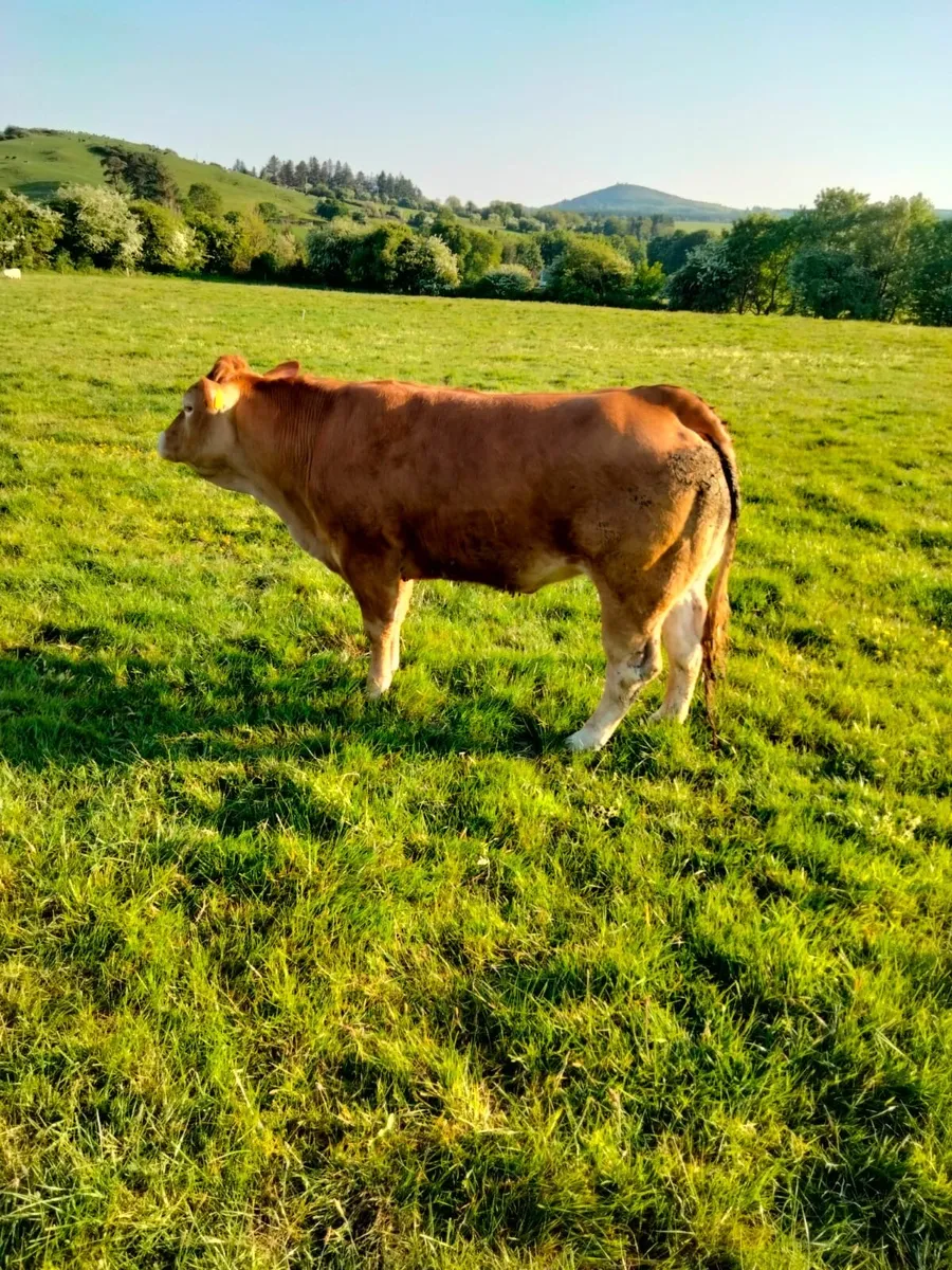 Pedigree registered limousin heifer - Image 3