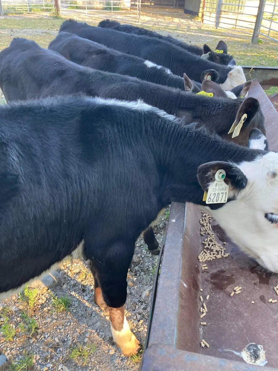 SUPER QUALITY HEIFER RUNNERS - Image 1
