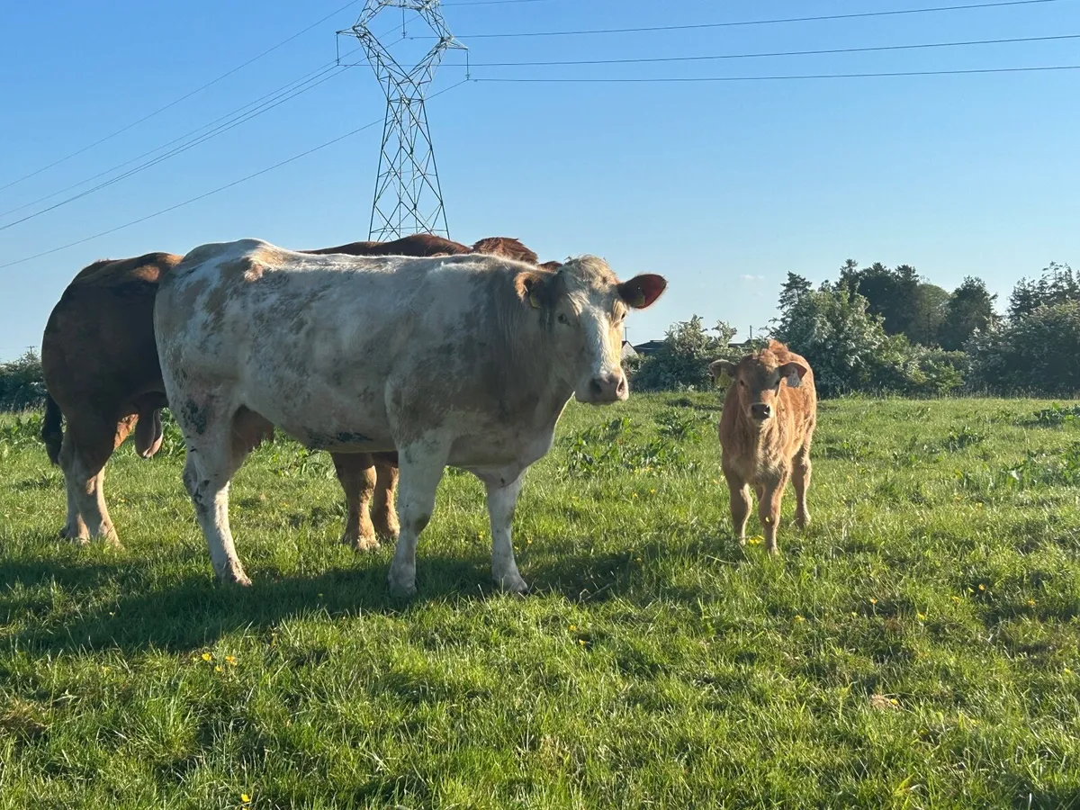 Livestock - Image 1