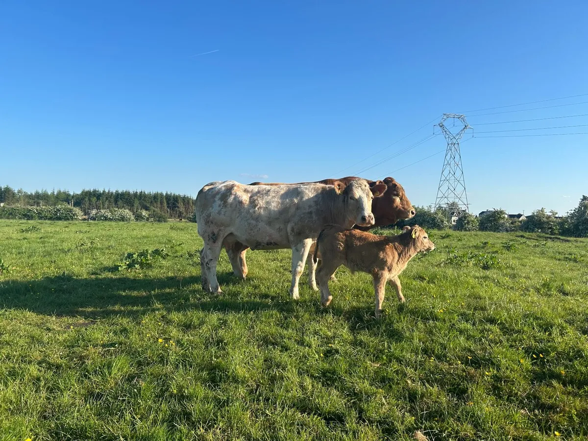 Livestock - Image 3