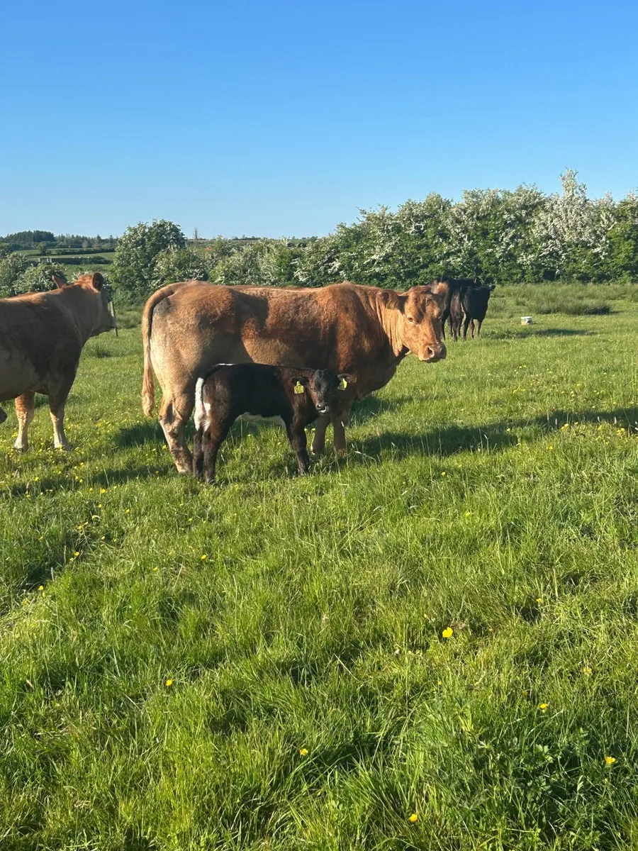 Livestock - Image 4