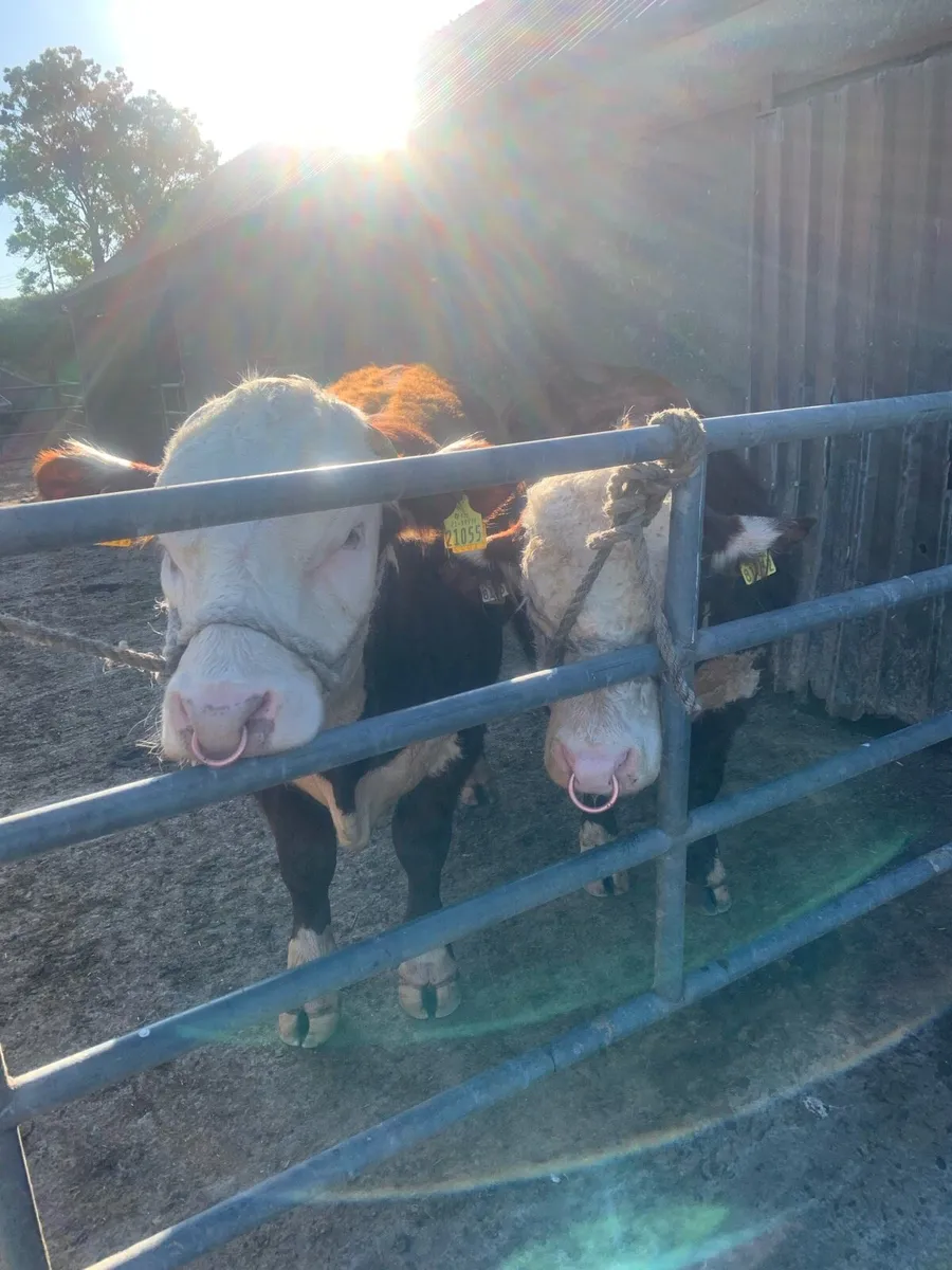 Hereford Bulls - Image 3
