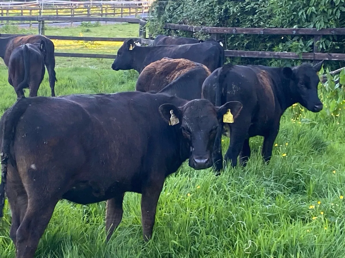 8 Angus Heifers 275kg @ Lissava - Image 1