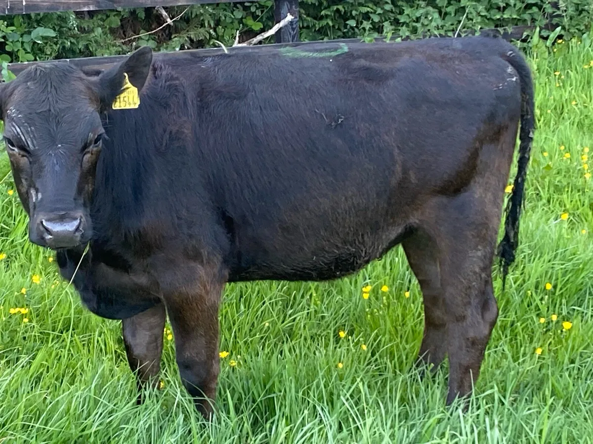 8 Angus Heifers 275kg @ Lissava - Image 2