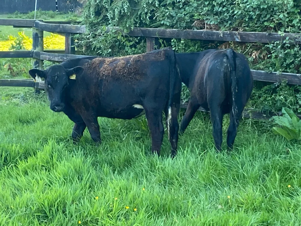 8 Angus Heifers 275kg @ Lissava - Image 3