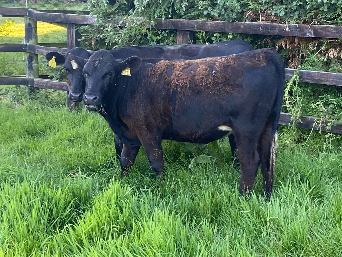 8 Angus Heifers 275kg @ Lissava - Image 4