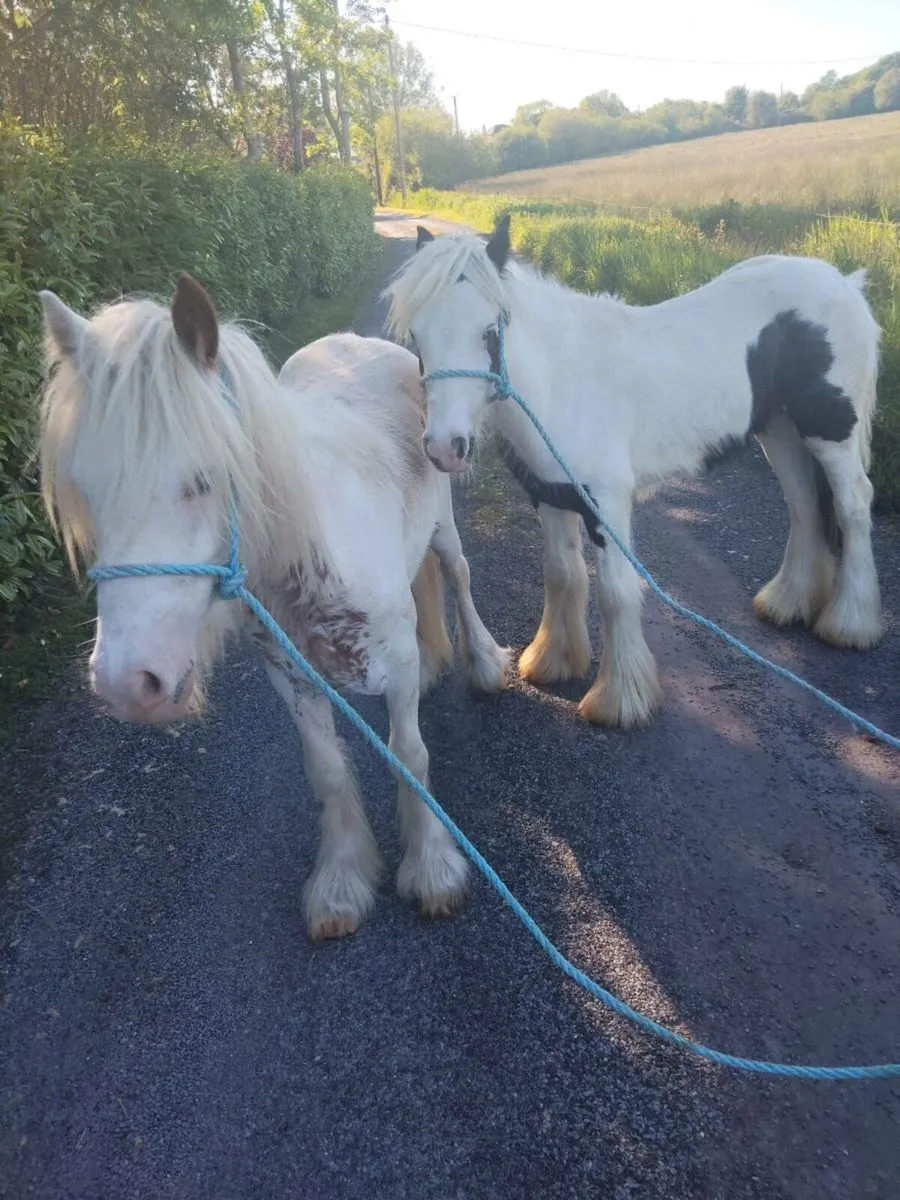 2 geldings - Image 1