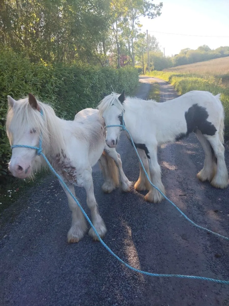 2 geldings - Image 2