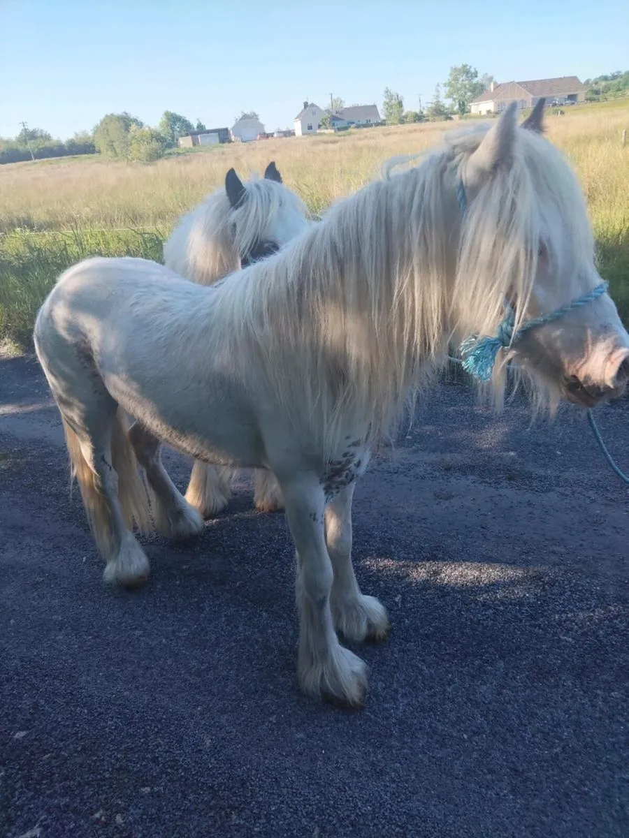 2 geldings - Image 3