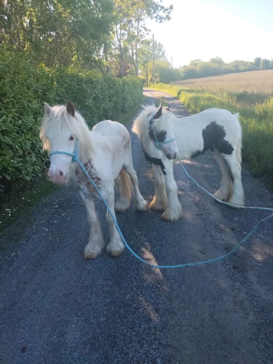 2 geldings - Image 4