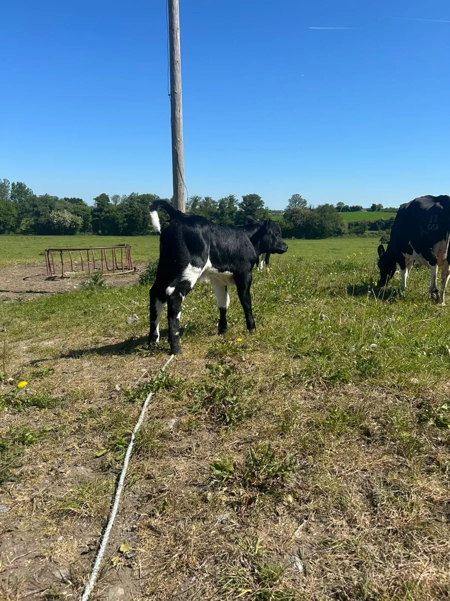 Ai blue bull calf for sale - Image 1