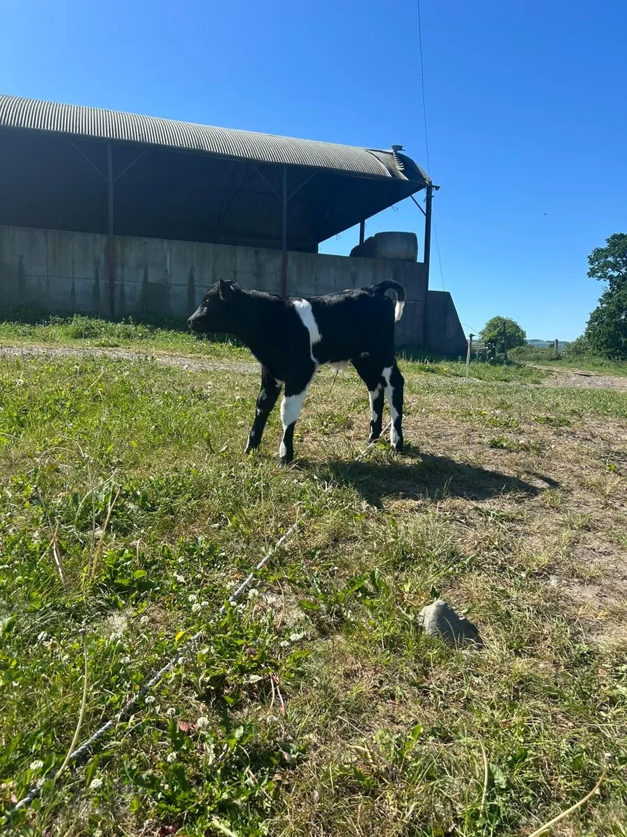 Ai blue bull calf for sale - Image 2