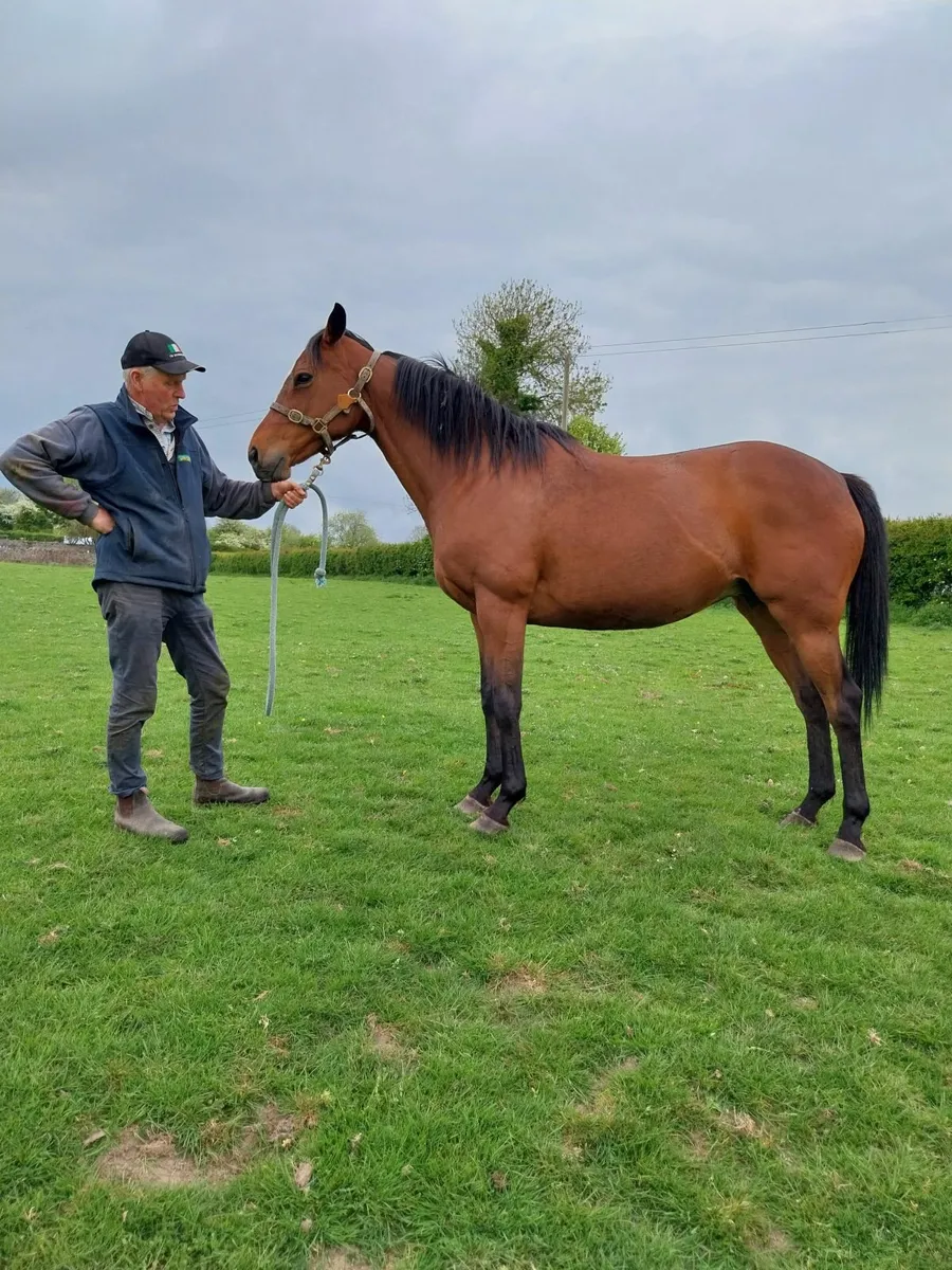 Horse - Image 1