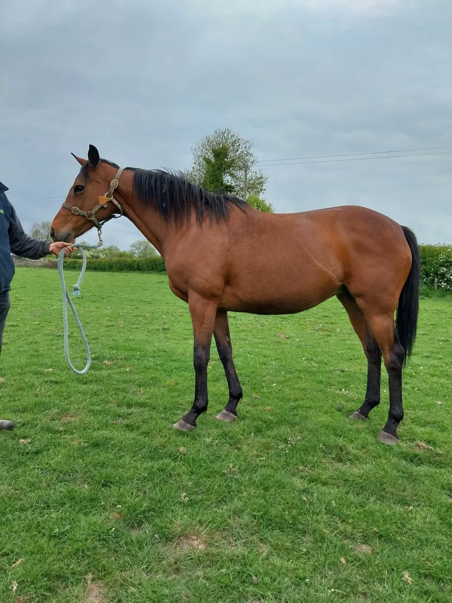 Horse - Image 2