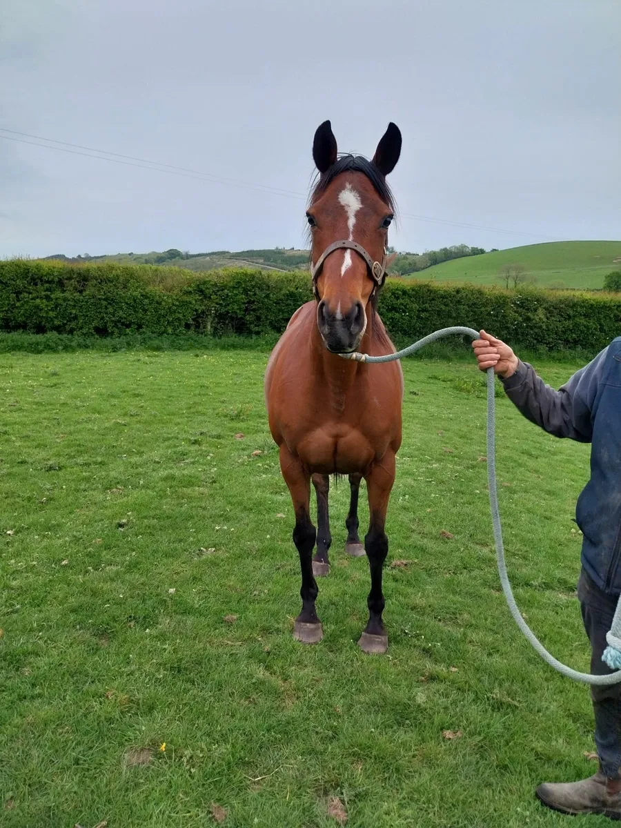 Horse - Image 3